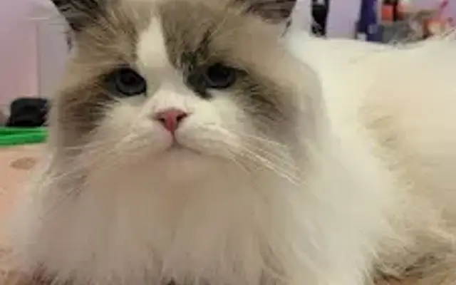 Angel Paws Cat And Dog Grooming /Day care /Bordering in Las Vegas, NV