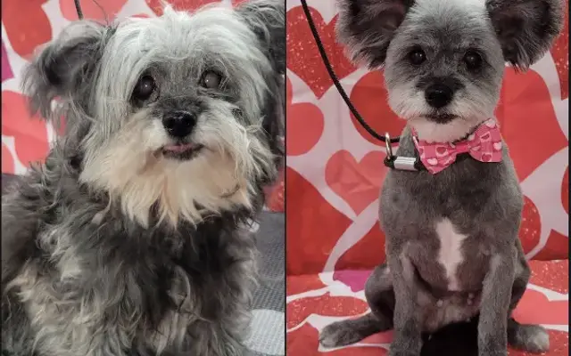 Styles by Sal Mobile Dog Grooming in Clayton, NC