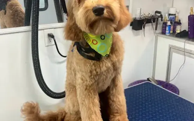 Lion and Lamb Dog Grooming in Pinnacle, NC