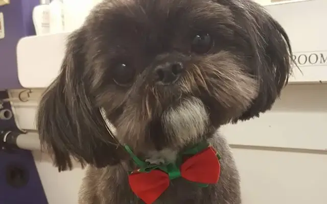 Laundromutt mobile pet grooming and pet boarding in Margate, FL