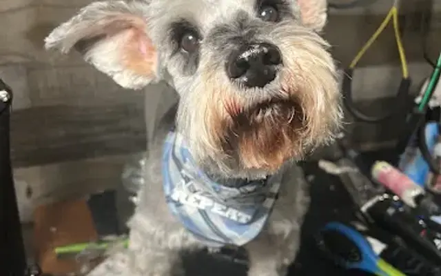 Stars Grooming in Tyler, TX
