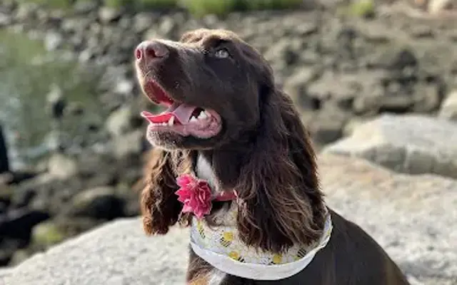 Pampered Pets in Seekonk, MA