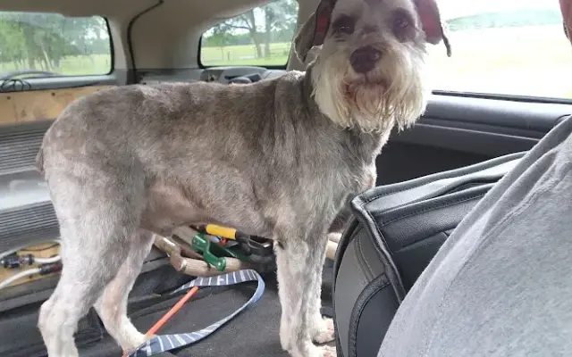 Dawg Gone Dirty in Quinlan, TX