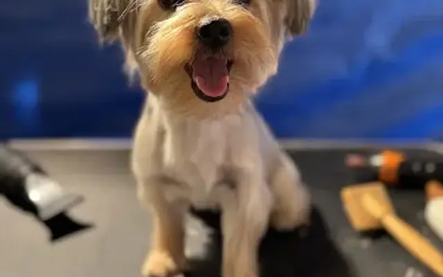We Are Their Voice Grooming in Lucerne Valley, CA