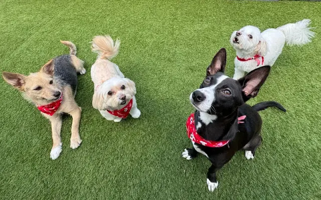Nena’s Dog Grooming in Houston, TX