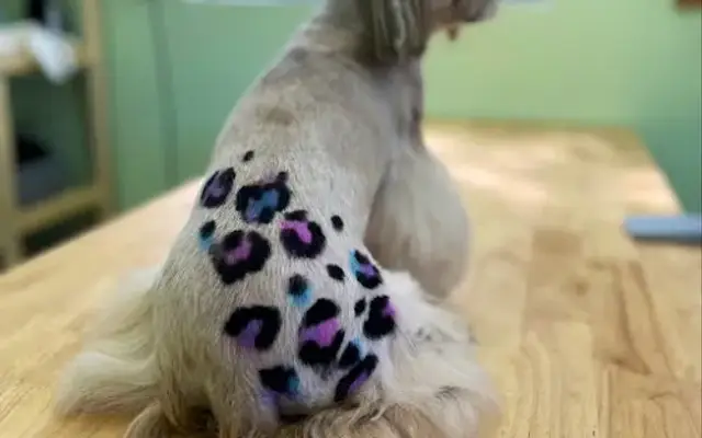 Sammy's Dog Grooming in Seguin, TX