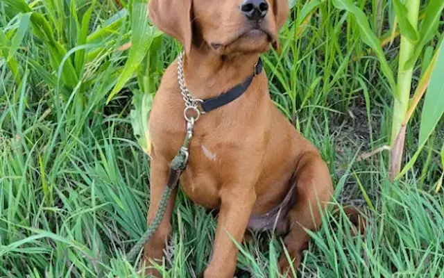 The Pet Shed LLC in Dysart, IA