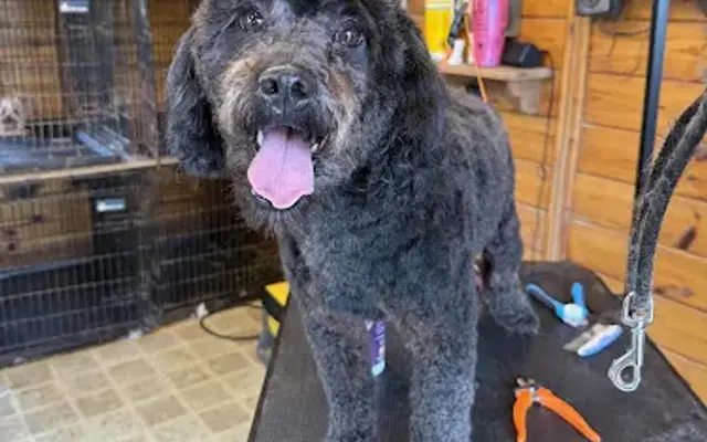 Kelly’s Kuties Grooming in Elkhart, IN