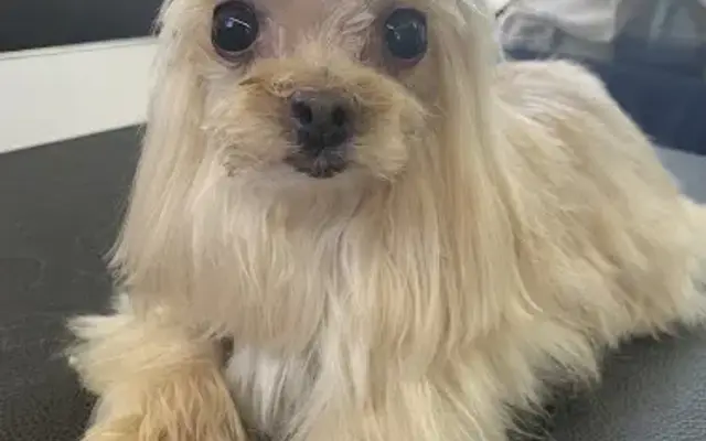 My Buddy Mobile Pet Salon in Haslet, TX