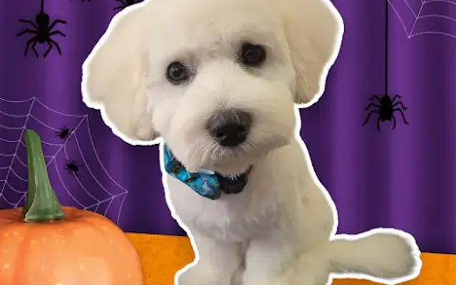 POP Grooming Studio in Commerce Township, MI