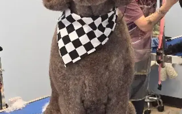 The Velvet Paw Grooming Co. in Clinton, TN