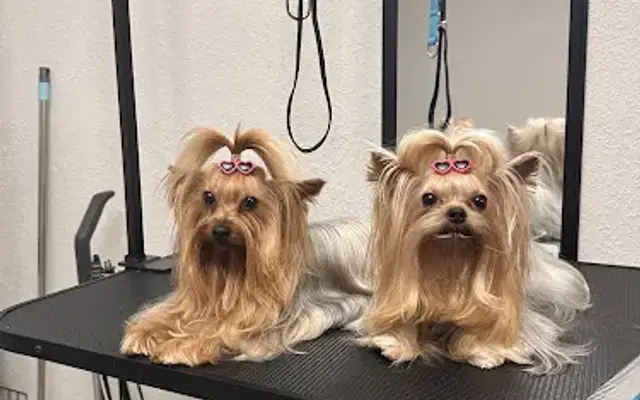 Fur Real Dog Grooming in Miami, FL