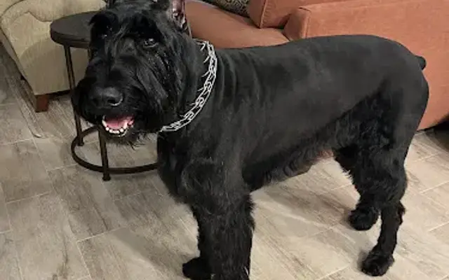 Bonita Dog Barber in Bonita Springs, FL