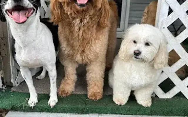 Charypets in Davie, FL