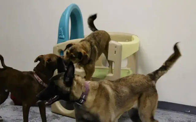 River City Bark and Park in Elizabeth City, NC