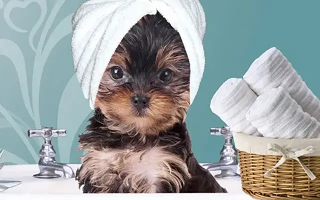 The Grooming Pawlour in Bowling Green, VA