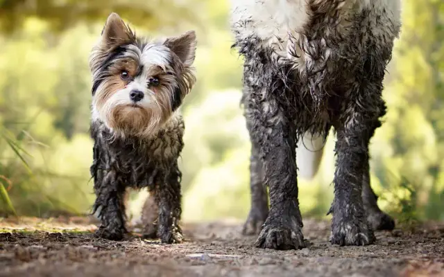 Petrichor Pet Salon in Newport Beach, CA