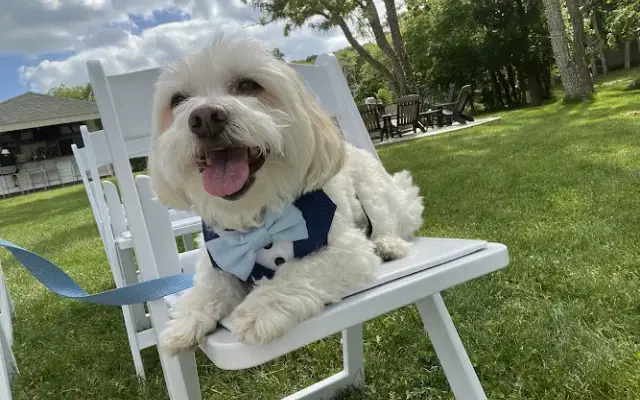 Derbyfield Kennel in Harwich, MA