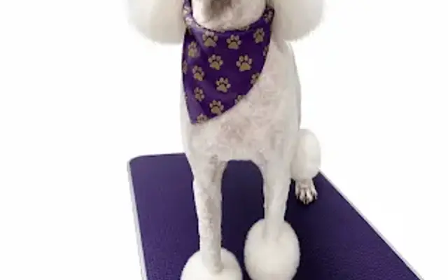 The Royal Treatment Pet Spa and Salon in Maryville, TN