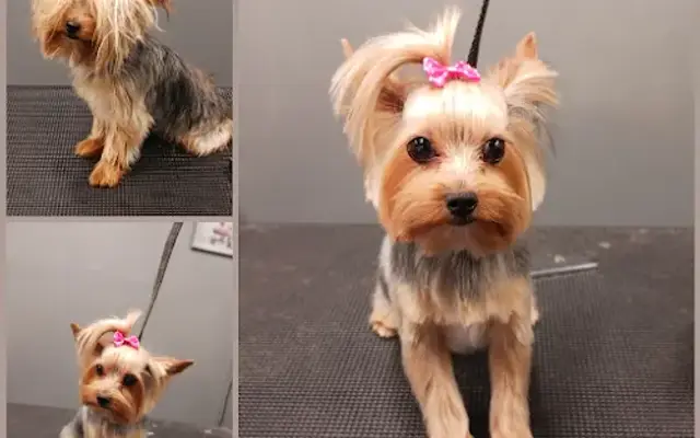 Groomology in Fair Oaks, CA