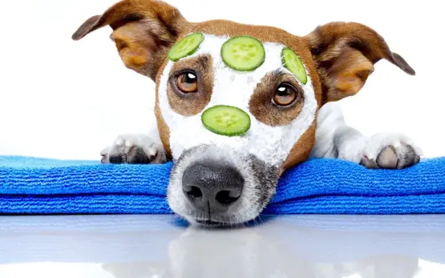The Pet Parlor in Dallas, GA