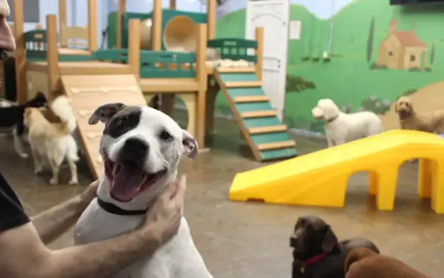 The Zuri Pet Spa in San Juan Capistrano, CA