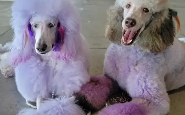 Tangley Tails Pet Spa in Silver Springs, FL