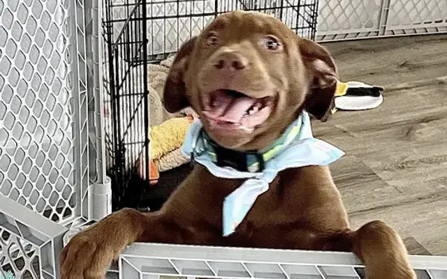 Pet groomer in San Clemente, CA