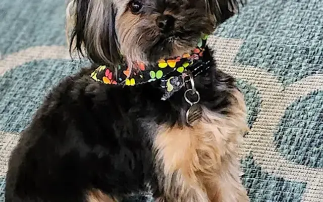 N & J Dog Grooming in Lakeville, IN