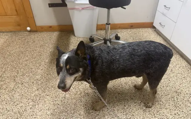 Kendall County Veterinary Center in Boerne, TX