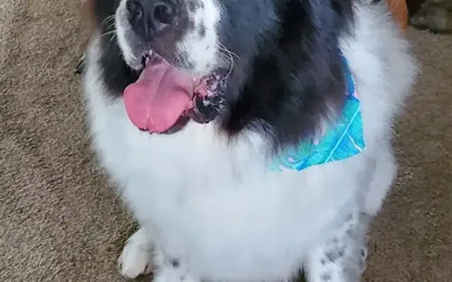 Pet Center Inc in Dover, OH