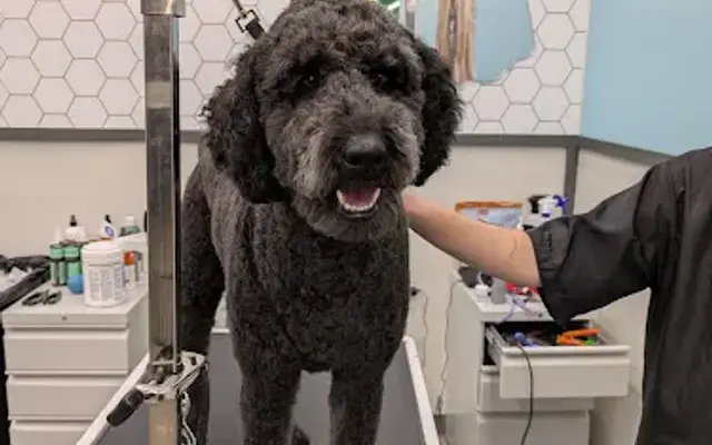 Pet Supplies Plus Rockford Grooming in Rockford, MI