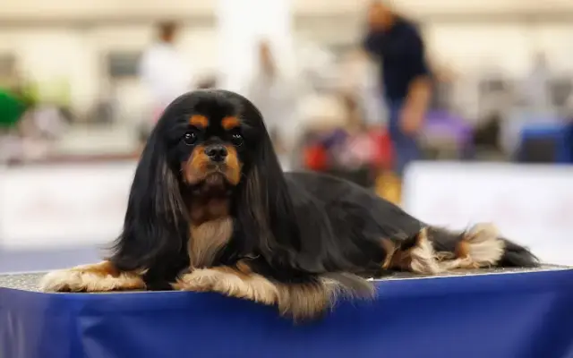 Snoopy Grooming in Raleigh, NC