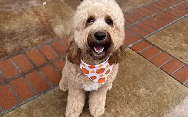 Chino Hills Pet Grooming in Chino Hills, CA