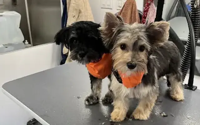 Dog and Suds Mobile Grooming in Newton, NC