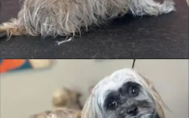Star Grooming in Katy, TX