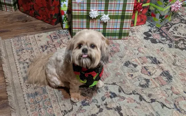 4 Pawz Grooming Spa and Boarding in Leslie, GA