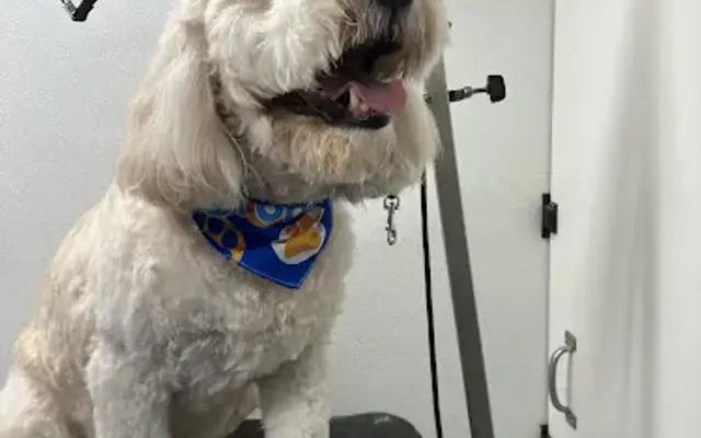 Zoomin Groomin in Coral Springs, FL