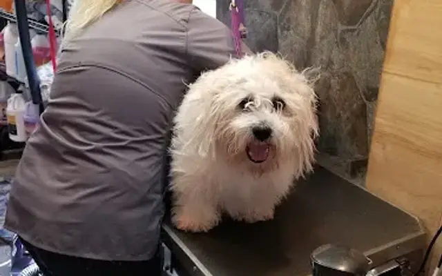 Heather's Grooming LLC in Roseville, OH