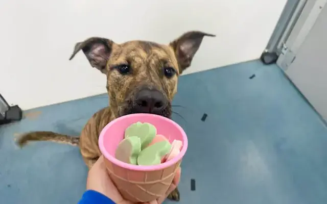 24 Hour Dog Daycare in San Diego, CA