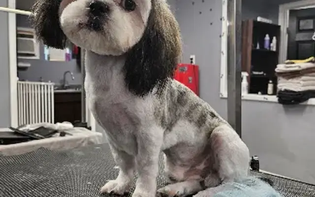 Wreckyard Dog Grooming in Porter, TX