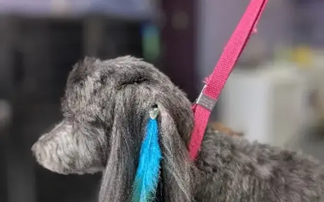 Zen Paw House Call Grooming in Monument, CO