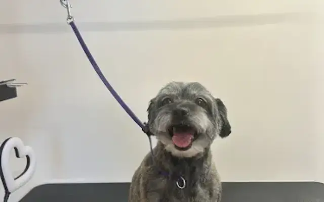 The Velvet Paw Grooming Co. in Chino Hills, CA
