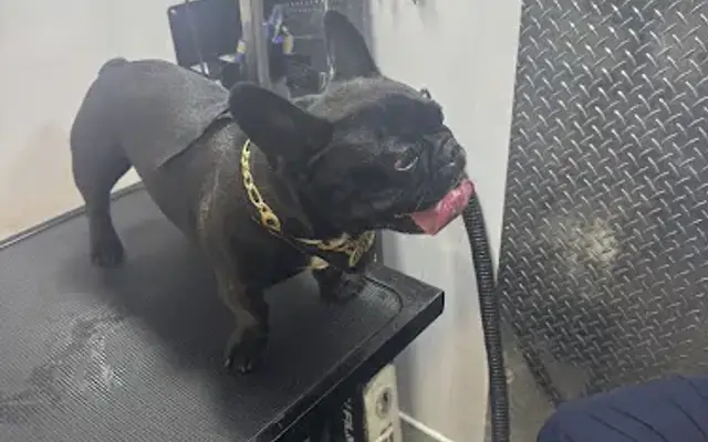 the big boss pet spa in Delray Beach, FL