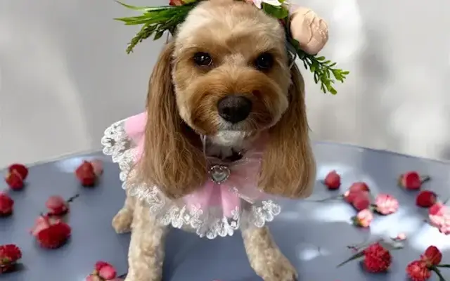 Happy Place Dog Grooming in Leander, TX