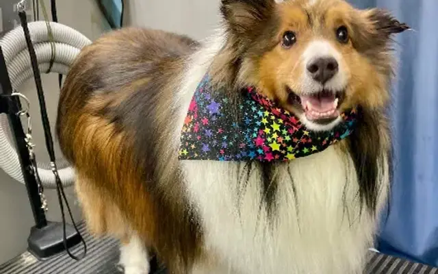 Chewookie Mobile Grooming Pet Salon LLC in Fredericksburg, VA