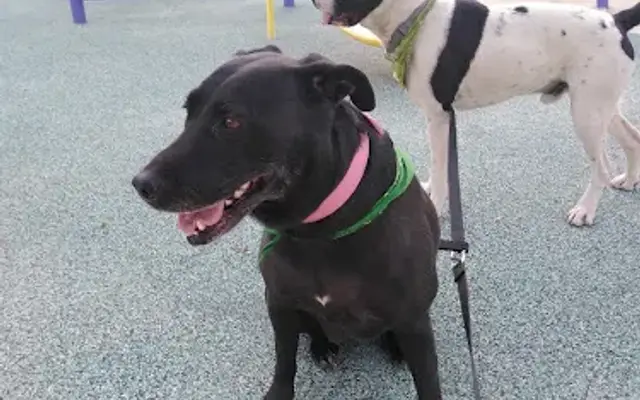 Fetchin' Fido in Los Angeles, CA