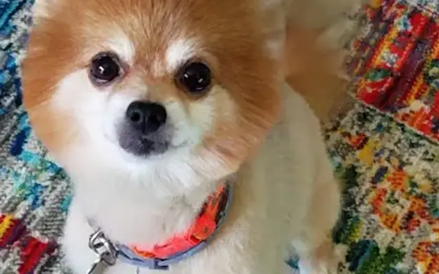 Lanz Pet Care Mobile Grooming and Pet sitter in Somers Point, NJ