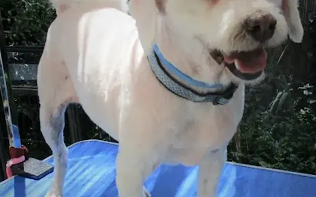 Kim's Magic Touch Dog Grooming in Oceanside, CA