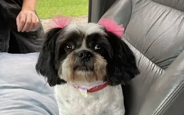 Something To Bark About Pet Grooming in Chattanooga, TN